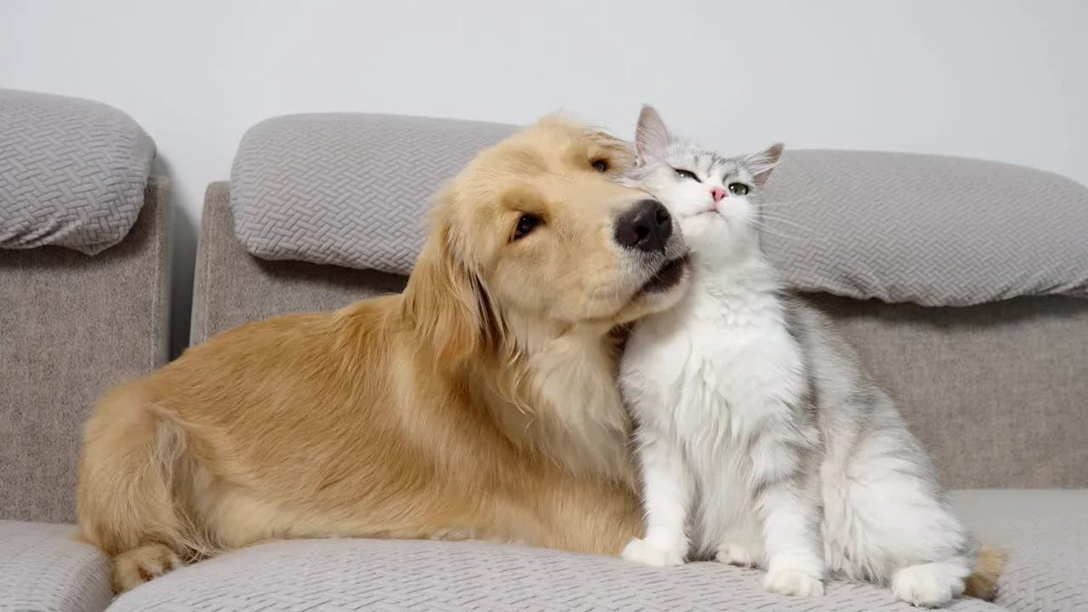 mohdshahnur1's tweet photo. Nothing beats coming home to a wagging tail and a warm purr  Small joys make big days brighter! https://t.co/1BjKDVz5Sk