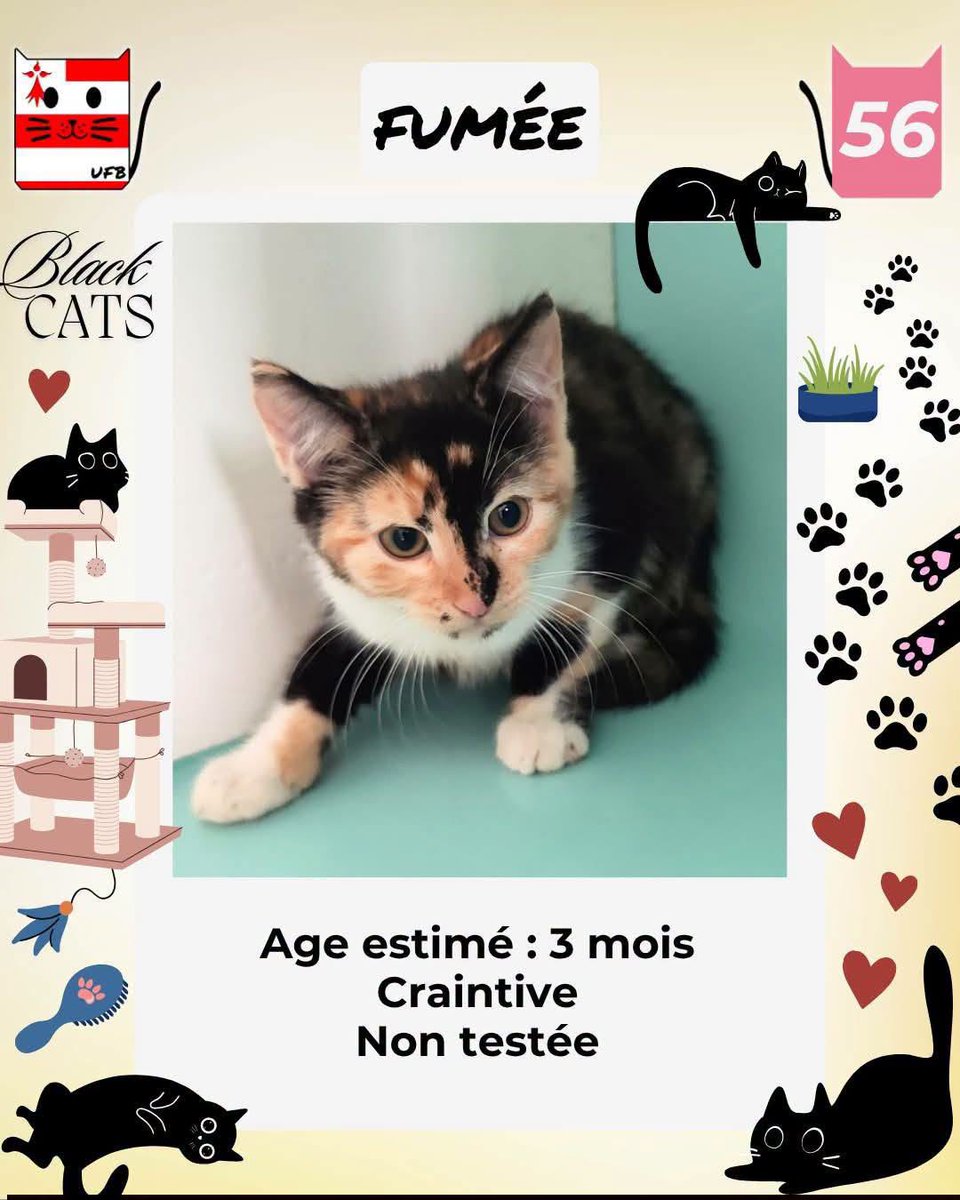 justineducern's tweet photo. En fourrière dans le dépt 56   
Je suis à ADOPTER   
pour me sauver et me permettre de continuer à vivre,   
Pour renseignements : 
Vous pouvez contacter Urgences fourrières de Bretagne par ce lien bleu, et leur faire un message   https://t.co/cij7aMhLYw https://t.co/4Z3CkYx7OT