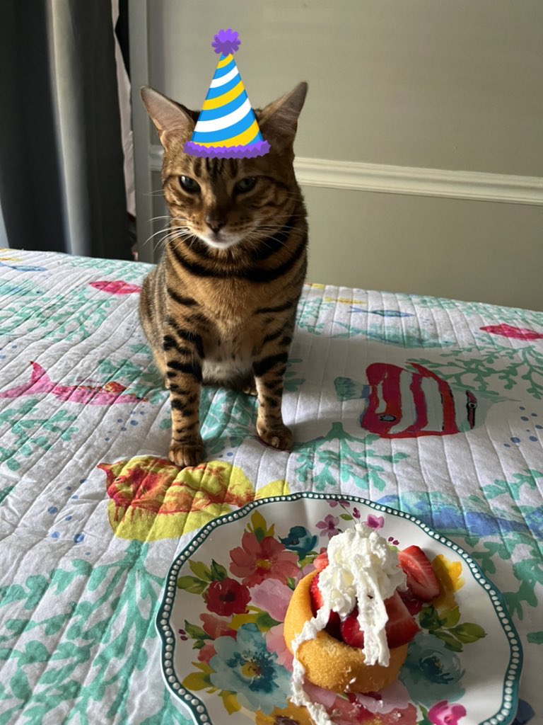 BellaBengalCat's tweet photo. Happy Birthday to my MEOWMY π»π»π»
#TeamBengal #Aug16th https://t.co/7mFaVstcyV