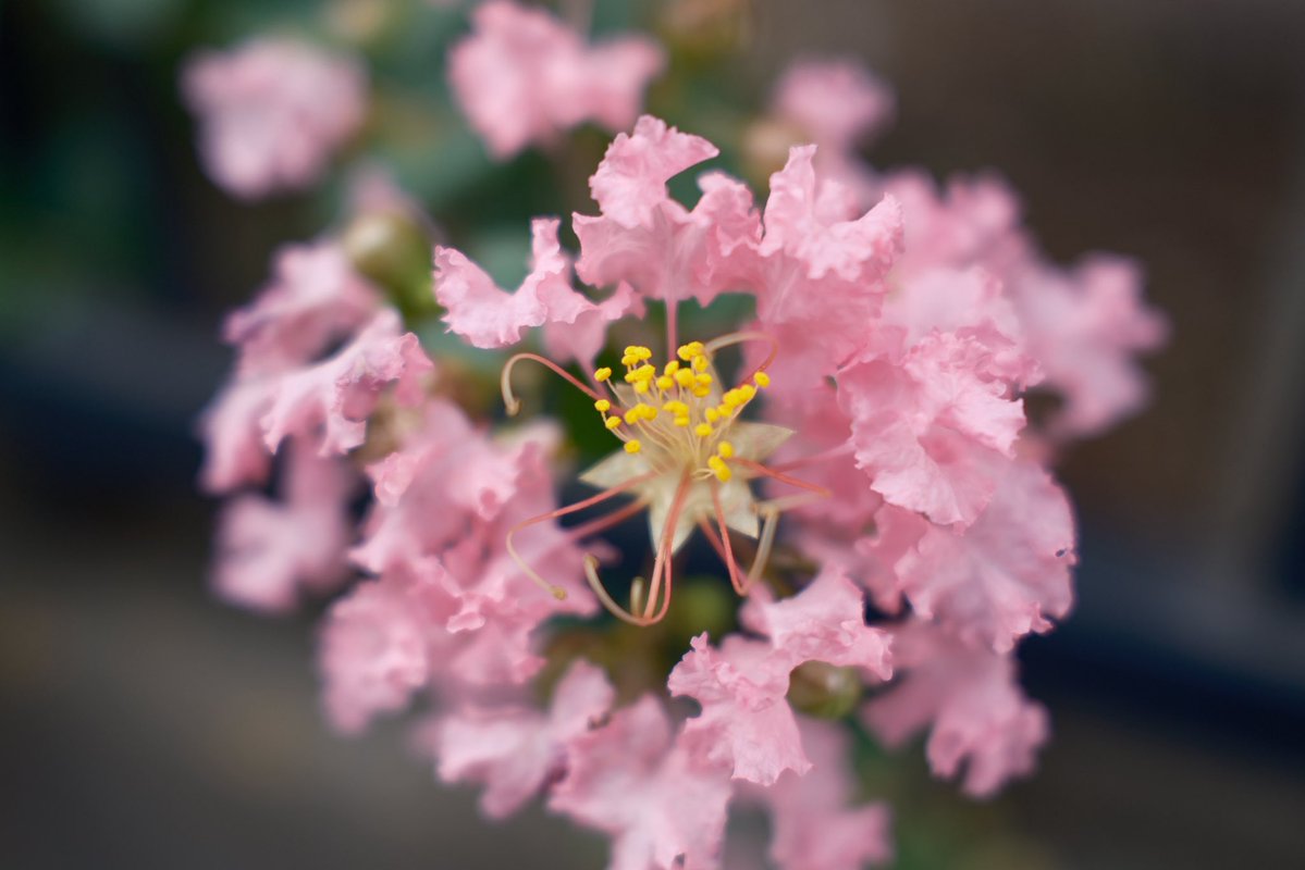 bisonjpn's tweet photo. X100VI楽しいなぁ。緑はノスタルジッククロームが好き。 https://t.co/UgxVuubZBV