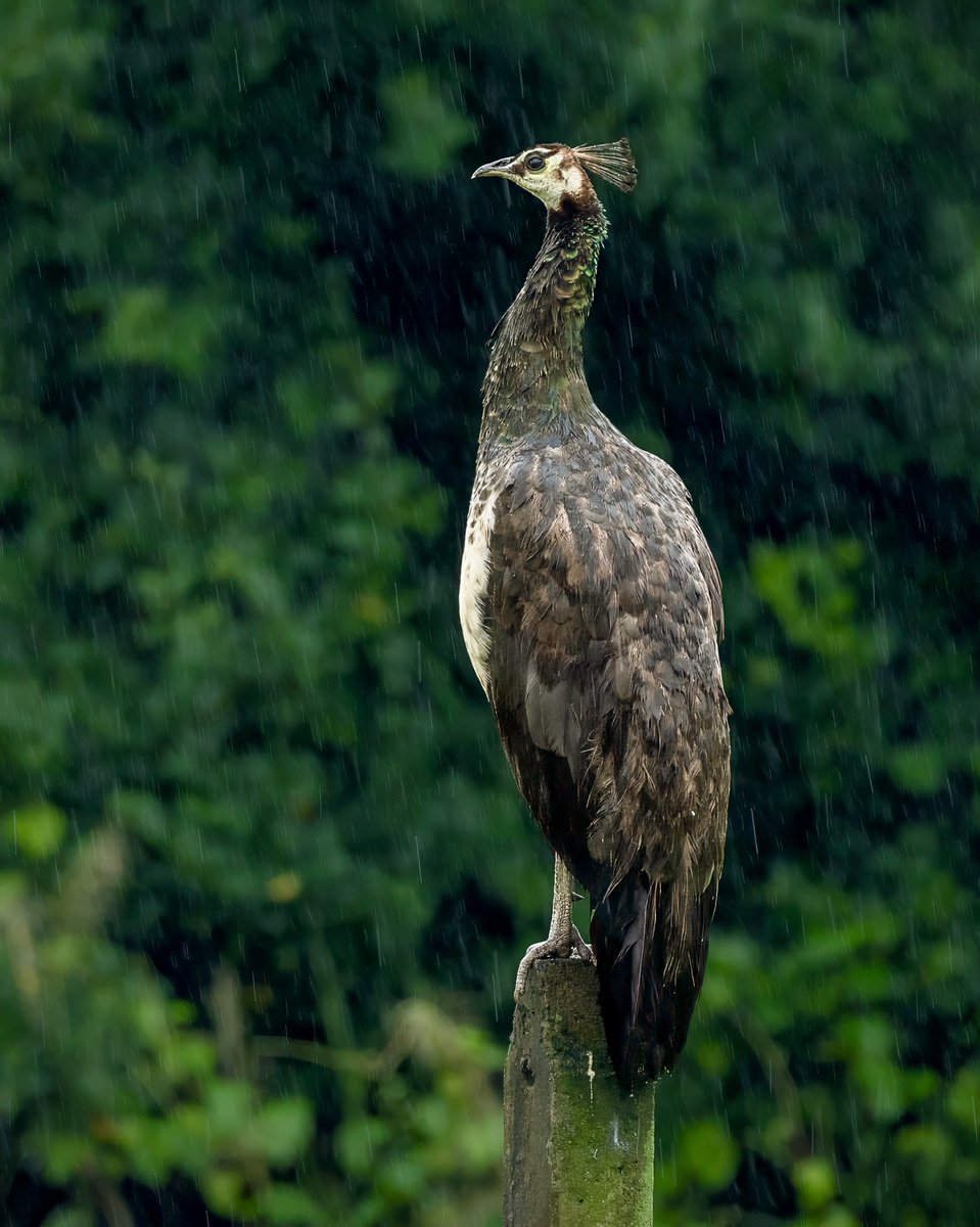 mrdeepaksahu's tweet photo. A beautiful Indian Peafowl embracing the magic of  monsoon rains. 🌧️🦚

#IndianPeafowl #Peacock #MonsoonMagic #Wildlife #Birds
#sonyalphain
@NatGeoIndia @SonyAlpha https://t.co/fNexTA6Qrs