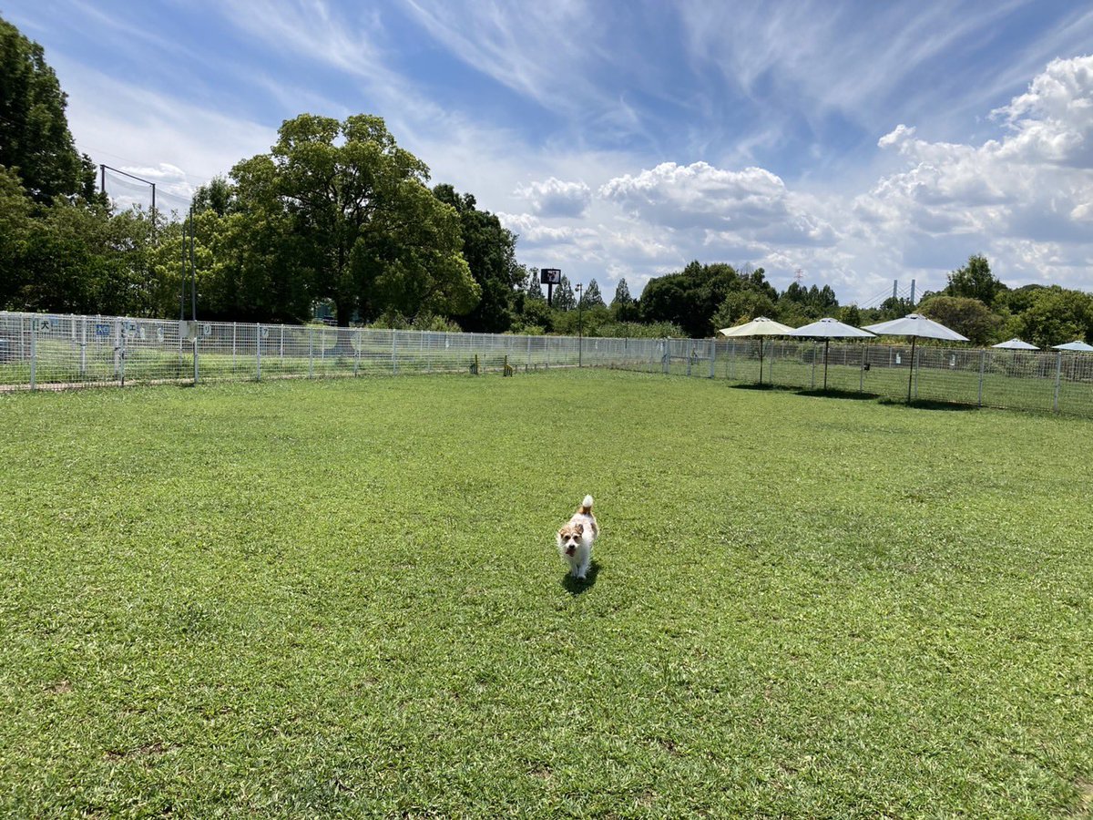 Jack________he's tweet photo. いったん、うちの犬の世話に熱意を注ぐか？とか思っている。
散歩バカのうちの犬。
散歩と聞けば興奮して吠えるし、ドックランといえば噛みついてくる https://t.co/RED6ZhJPWC