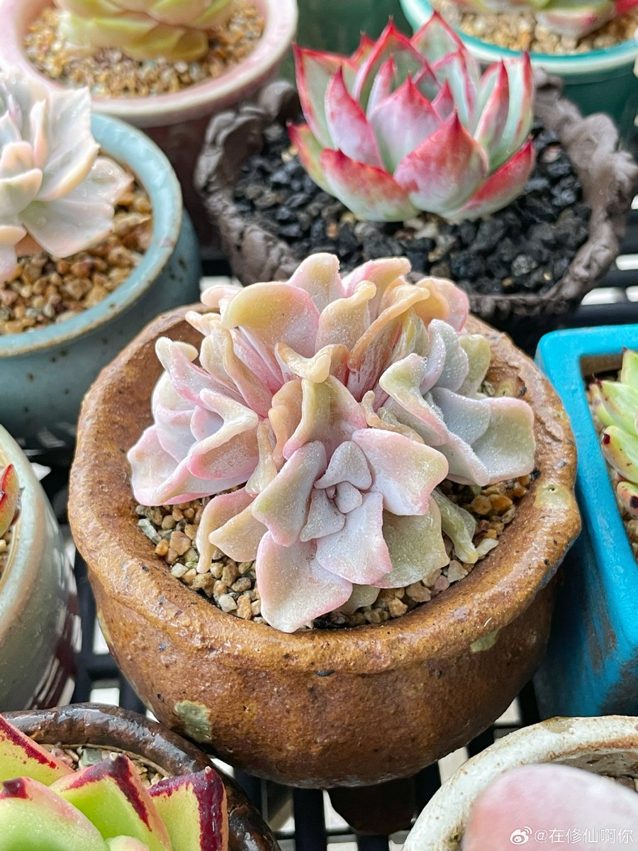 PLOY__47's tweet photo. Just finished 10 mins of "desk plant care" — watered my succulent that’s been on my window for 3 months. Officially on "productive break" mode. https://t.co/xvpkWVj9Xw