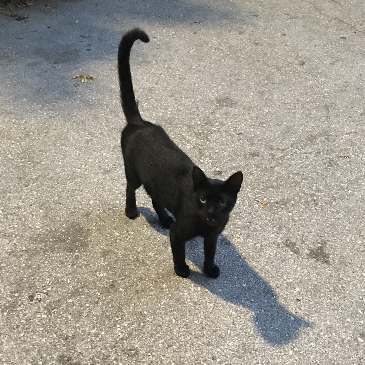 Israelnyan's tweet photo. ﾅｧｧｩ。

今日もありがとう。
#猫 #イスラエル #cat #Israel
#חתול #עםישראלחי https://t.co/avGCWfNiiO