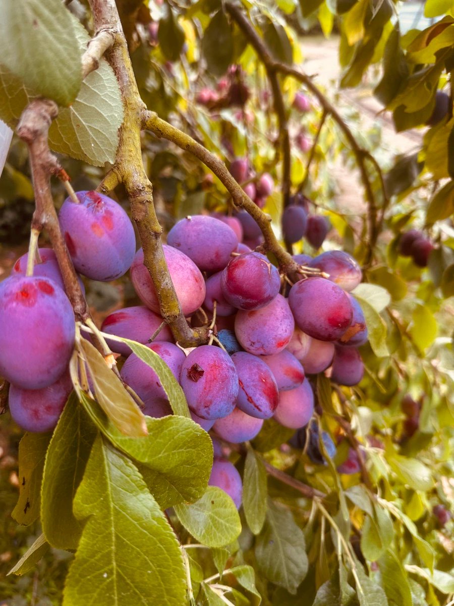 SKellyCEO's tweet photo. Sunday harvest: plums &amp; damsons 🍑
- quiet time noodling in the garden — peaceful, unhurried, exactly what I needed. Thanks to everyone whose tips gave me tips 🙌 - even a heart ♥️ shaped plum. Now deciding: eat fresh, freeze for crumbles, or damson gin - all 3? #Garden #Harvest https://t.co/7dyYZ8cNvI