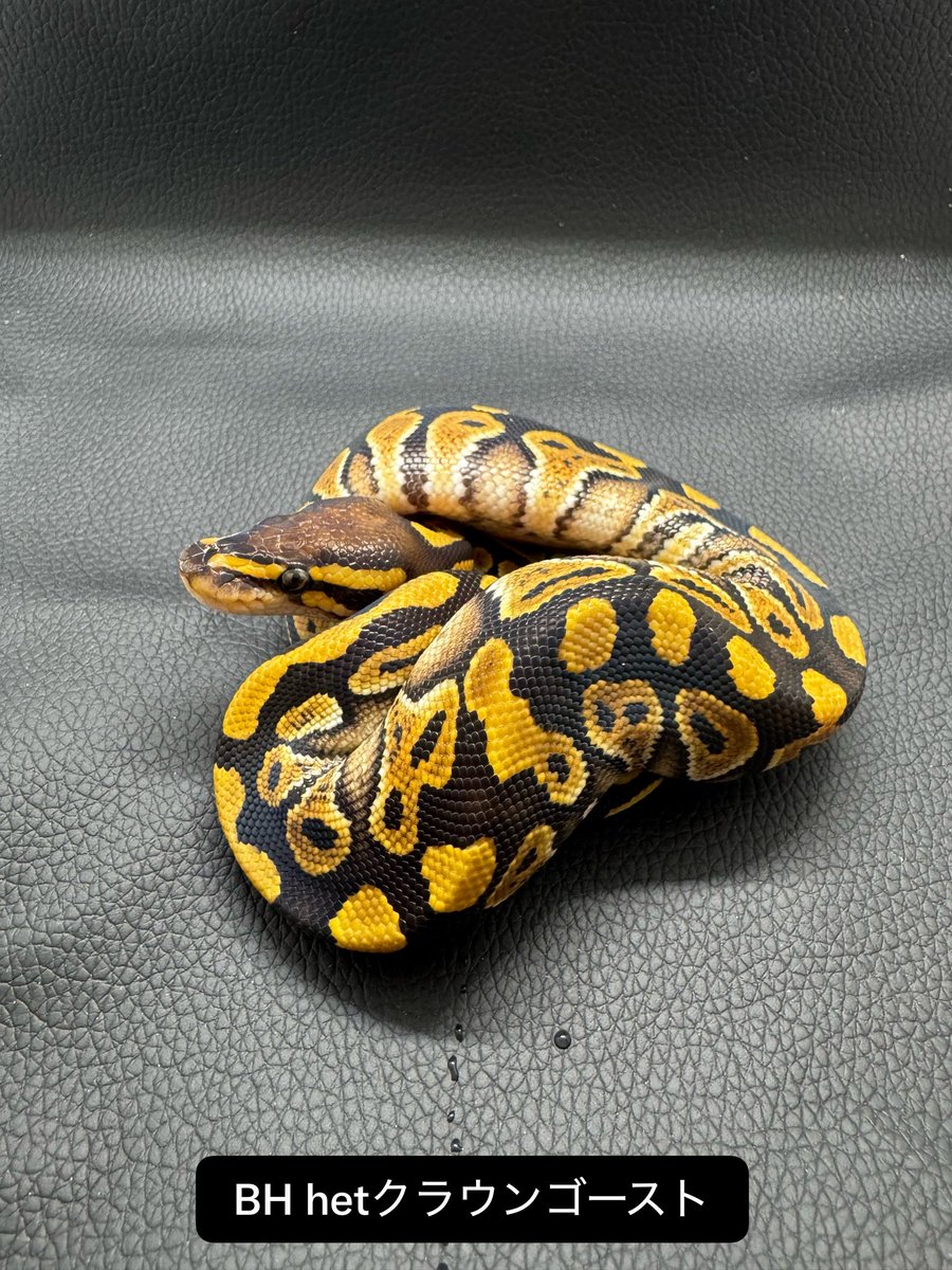 BHP20240906's tweet photo. 🐍 Breeding House Polka｜ボールパイソン

今季 #1クラッチ ハッチ個体✨

クラウン het ゴースト ♂ × BHゴースト ♀

無事ハッチして、冷凍餌付けも完了しました👍✨

これからの成長が楽しみな個体達です🐍

こちらの個体は、
9/6（日）開催の「アクアフェスティバル2026」に連れて行きます‼️

ぜひ会場で実物をご覧ください🙌

#アクアフェスティバル
#ボールパイソン販売
#ボールパイソン繁殖
#ボールパイソン
#ブラックヘッド
#クラウン
#ゴースト
#BreedingHousePolka