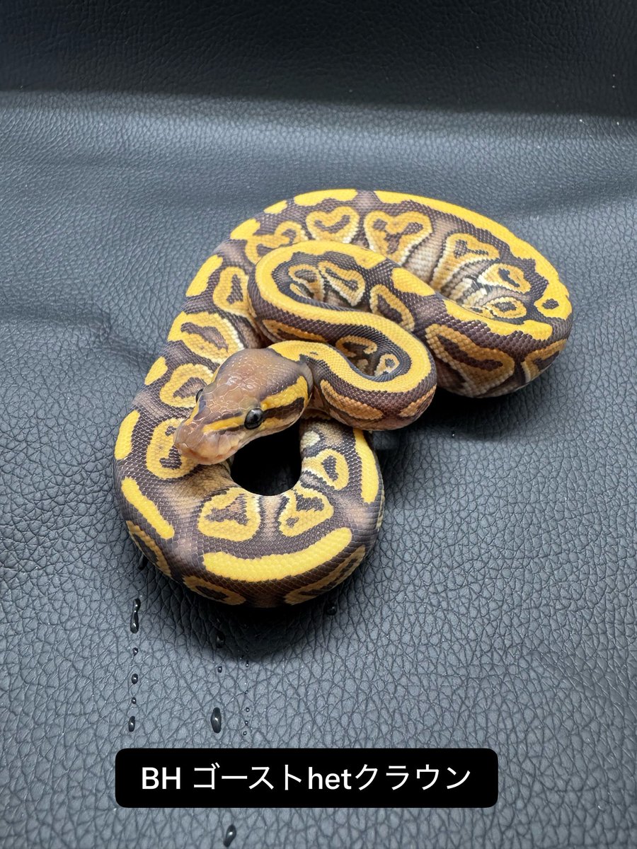 BHP20240906's tweet photo. 🐍 Breeding House Polka｜ボールパイソン

今季 #1クラッチ ハッチ個体✨

クラウン het ゴースト ♂ × BHゴースト ♀

無事ハッチして、冷凍餌付けも完了しました👍✨

これからの成長が楽しみな個体達です🐍

こちらの個体は、
9/6（日）開催の「アクアフェスティバル2026」に連れて行きます‼️

ぜひ会場で実物をご覧ください🙌

#アクアフェスティバル
#ボールパイソン販売
#ボールパイソン繁殖
#ボールパイソン
#ブラックヘッド
#クラウン
#ゴースト
#BreedingHousePolka