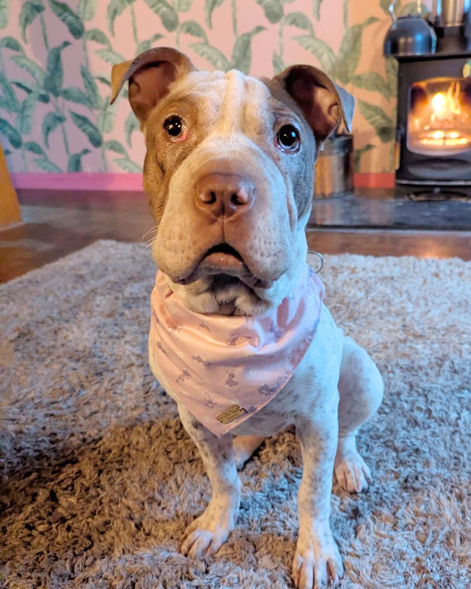 DogsTrust's tweet photo. Dotty was adopted earlier this year after a 2 month stay @DT_Leeds 

When she arrived- Dotty was in need of surgery to fix her cherry eyes. Dotty was placed in a foster home where she could enjoy all the home comforts she deserved as she recovered. https://t.co/MM7em9LwAl