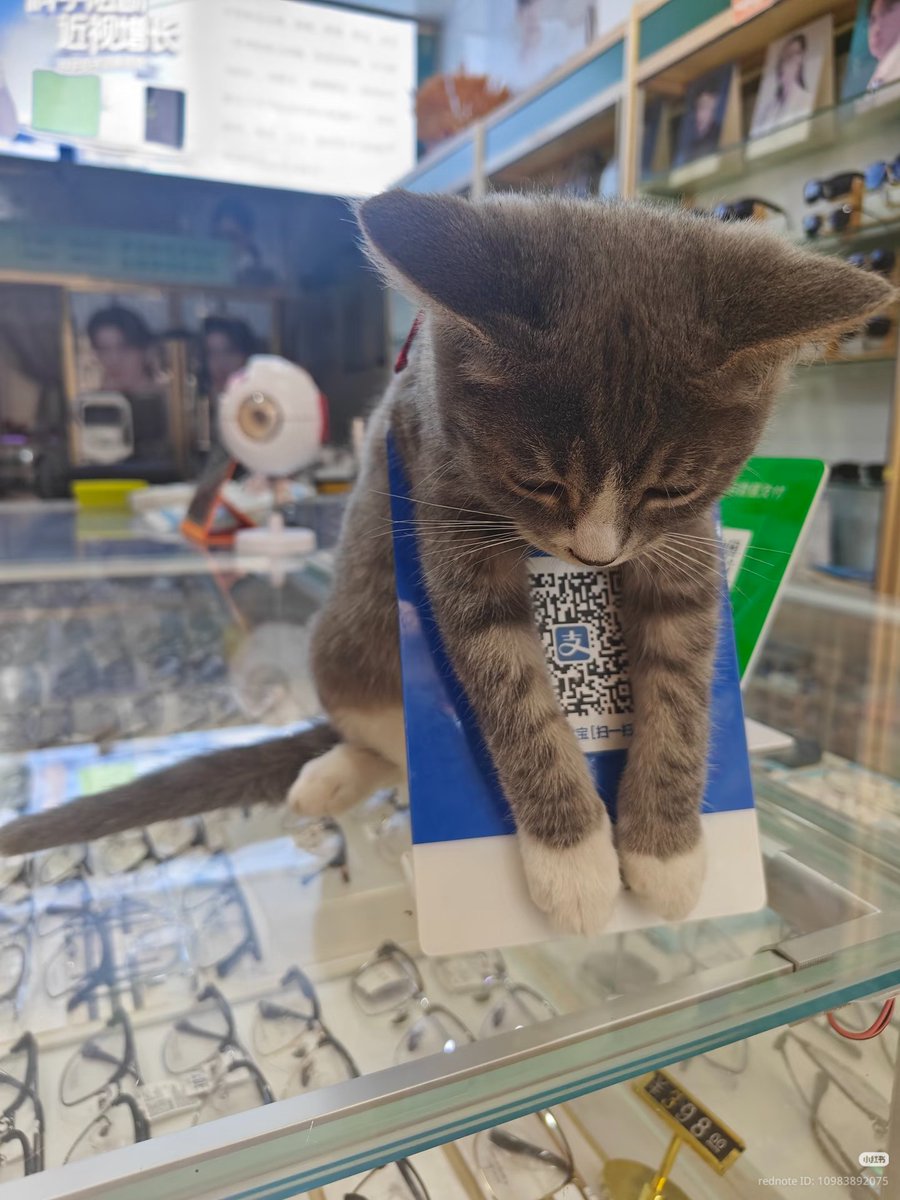 nocontextscats's tweet photo. so tired of working https://t.co/RbxZjB8QRA