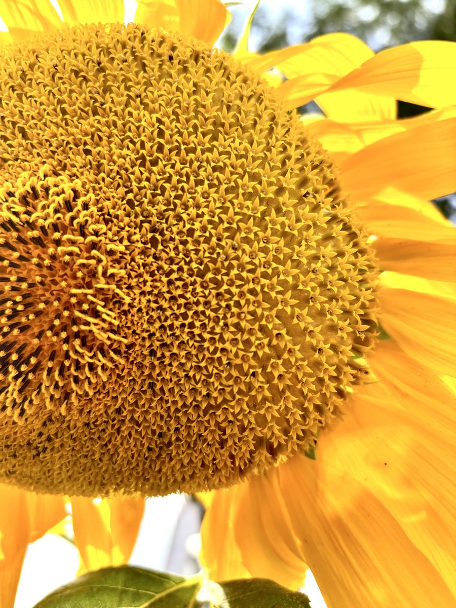 MuseTerps's tweet photo. The sunflower is a masterpiece 🌻

What looks like one  bloom is actually a constellation of hundreds of tiny flowers

❤️ https://t.co/yQterjGIrh