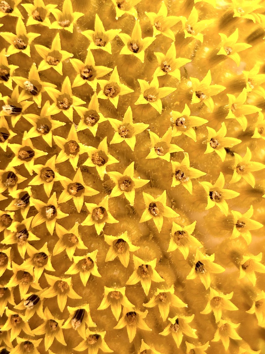MuseTerps's tweet photo. The sunflower is a masterpiece 🌻

What looks like one  bloom is actually a constellation of hundreds of tiny flowers

❤️ https://t.co/yQterjGIrh