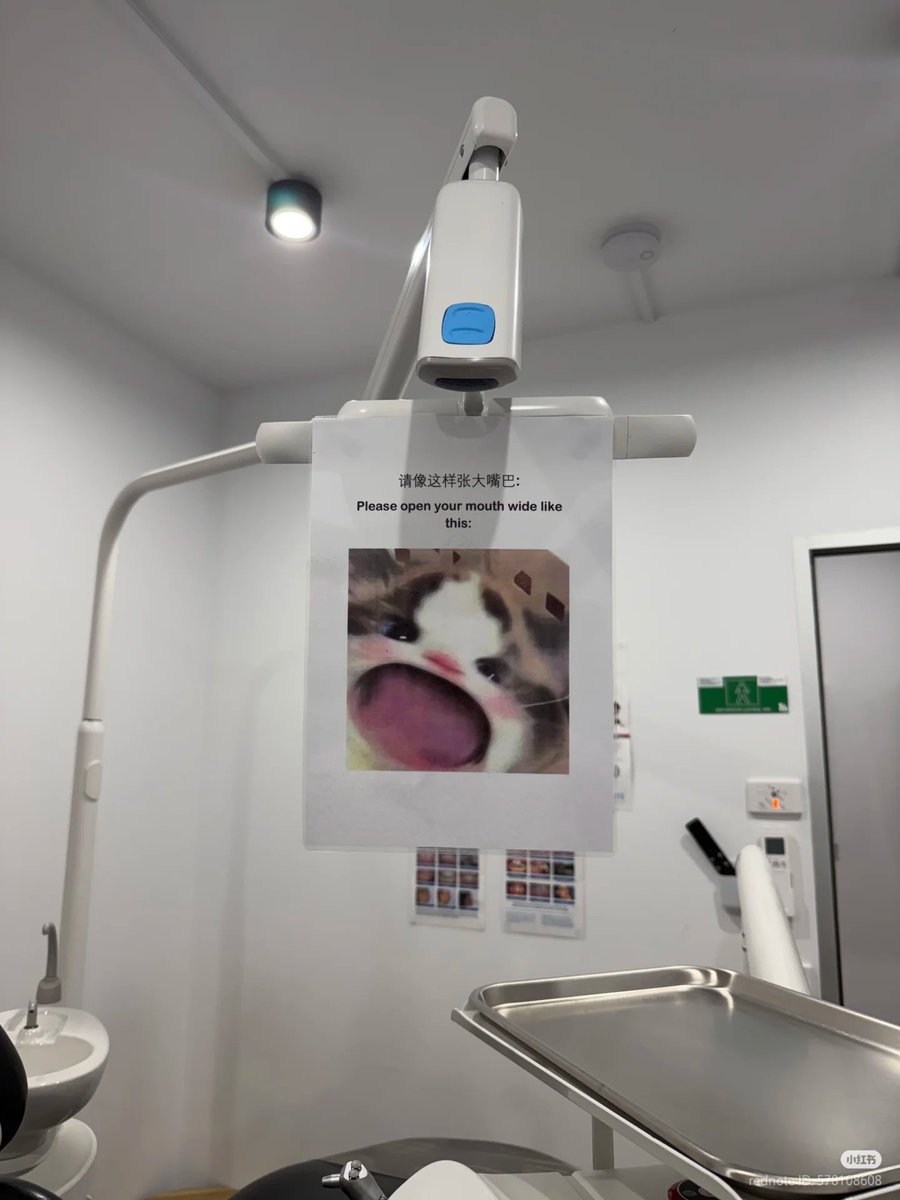 nocontextscats's tweet photo. At Dentist https://t.co/dTeYgpDYtc