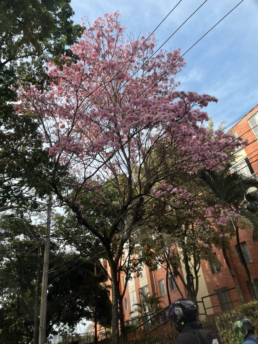 donarielm's tweet photo. Floreceremos como nuestros guayacanes.
¡Gloria siempre a Santiago de Cali! https://t.co/Cbtn1WjmZv