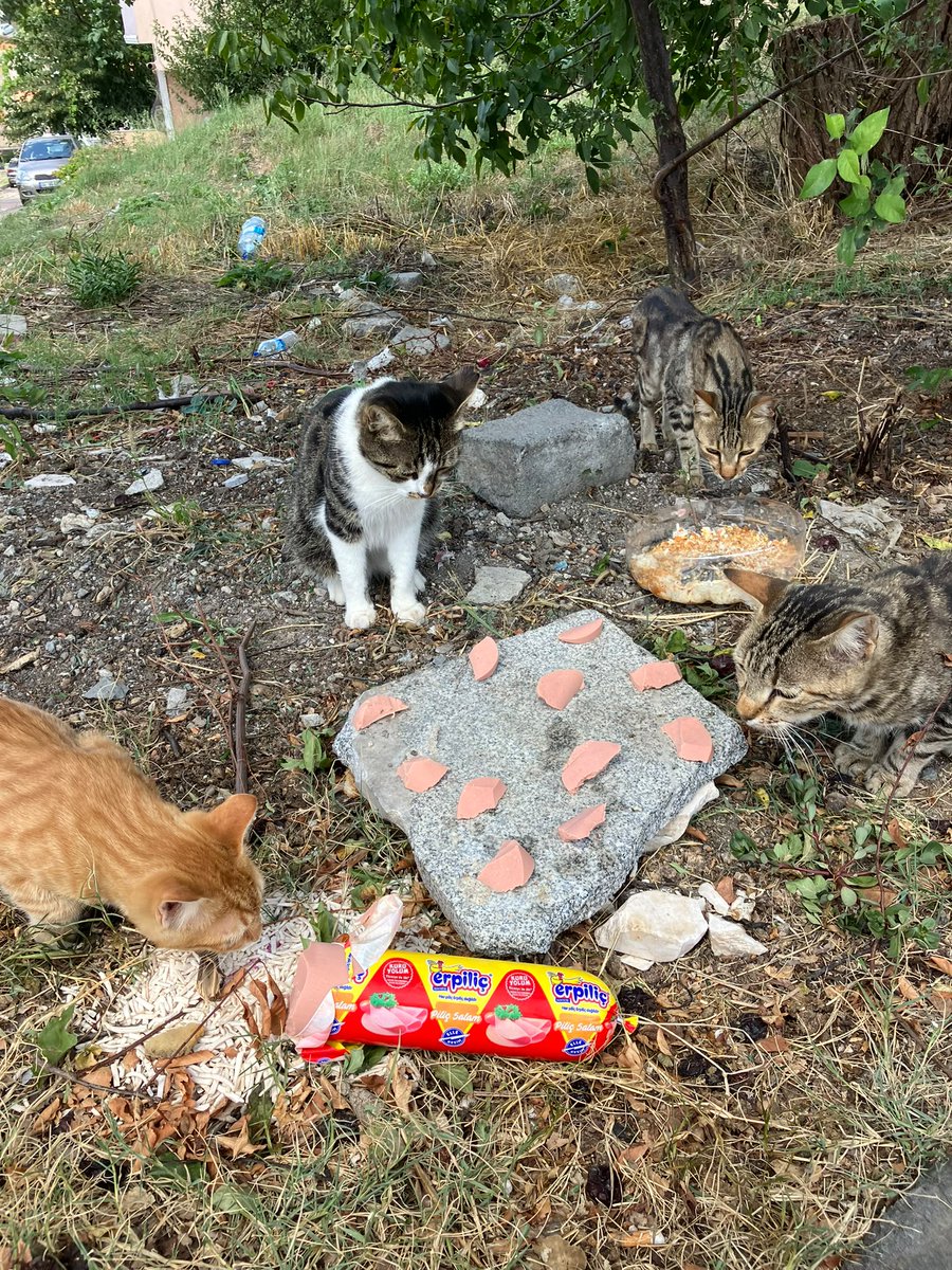 Musaozsoy's tweet photo. Bir takipçimizden gelen mesajı aynen paylaşıyorum:
"Selamlar, tam sizin konunuz olabilecek bir durumla karşılaştım, paylaşmak istedim. Kedilere vermek üzere Erpiliç markalı piliç baton salam aldım sokak kedilerinin önüne bu salamdan parçalar kestim, fotoğrafta göreceğiniz gibi sokak kedileri salamı yemedi. İnsanlar için üretilmiş bir salamı sokak kedileri bile yemiyor içinde ne varsa artık. Bu arada bu salam Şok’ta 80 tl’ye satılıyor.
Tabi ki bu rakama kaliteli bir şey beklenmez ama hayvanların bile gerçekten yemediği bir şeyi insanlar için üretip satılmasına da izin verilmese gerekir. Bilmeyen, ekonomik durumu zayıf insanlar bu ürünleri alıp yiyor olması bu ürünlere izin vermeyi gerektirmemeli."