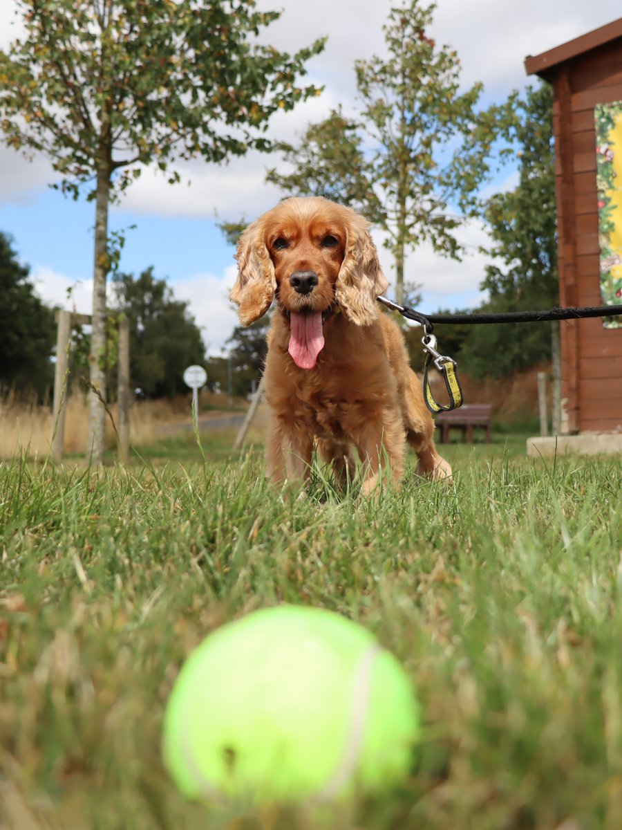DT_Darlington's tweet photo. It didn't take long for Rhea to find her life-long fetch partner 🥎 as she headed home this weekend 🥳
#DogsTrust #BestNews #FoundAHome #AdoptARescue #CockerSpaniel https://t.co/A3Ps8Ki1S1