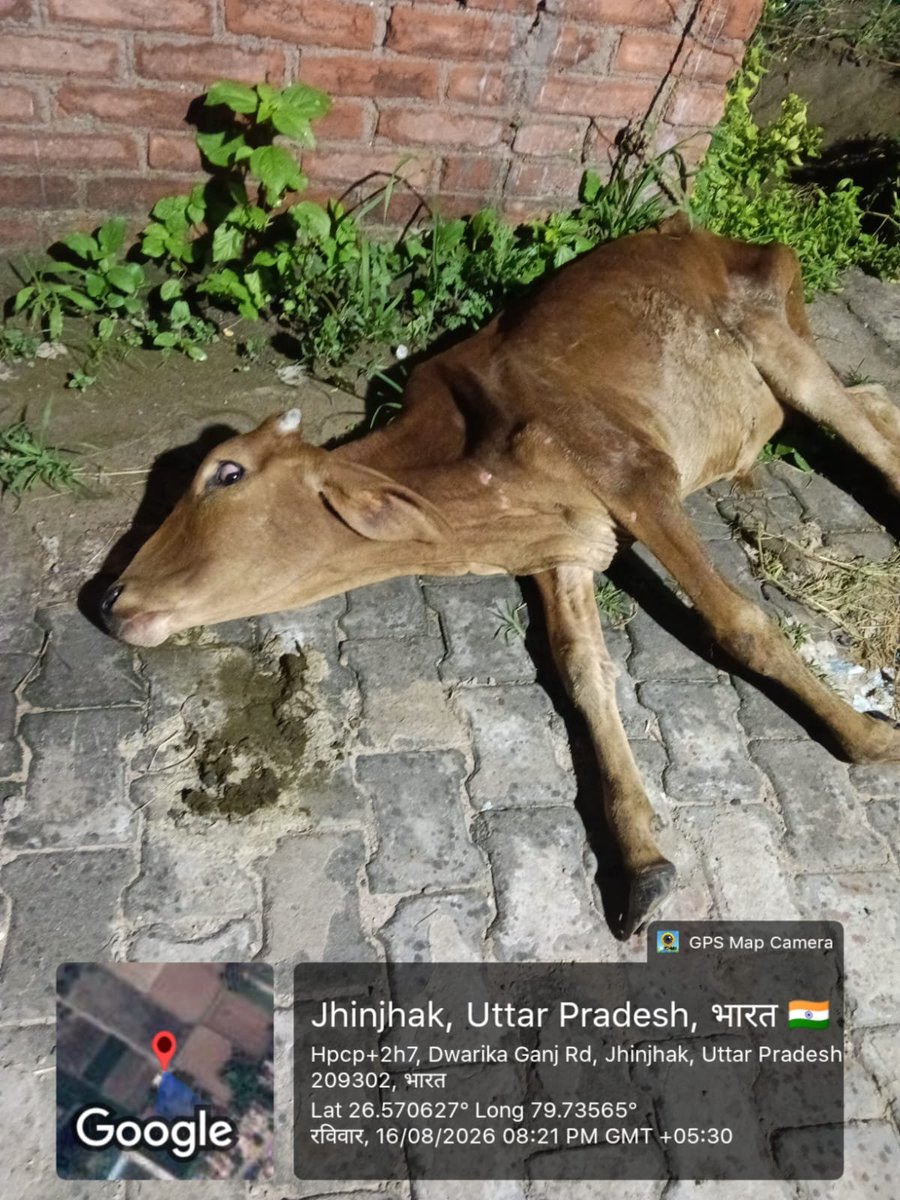 trinetrasenablp's tweet photo. 🚨 तत्काल मदद की अपील 🐄🙏

झींझक, कानपुर देहात में यह बछड़ा घायल अवस्था में सड़क किनारे पड़ा है। इसे तत्काल रेस्क्यू कर पशु चिकित्सालय पहुंचाकर उपचार की आवश्यकता है।

कृपया संबंधित टीम मौके पर पहुंचकर मदद करे। 🙏

@Uppolice @112UttarPradesh

#KanpurDehat #Jhinjhak #GauSeva https://t.co/utVUkYGWmM