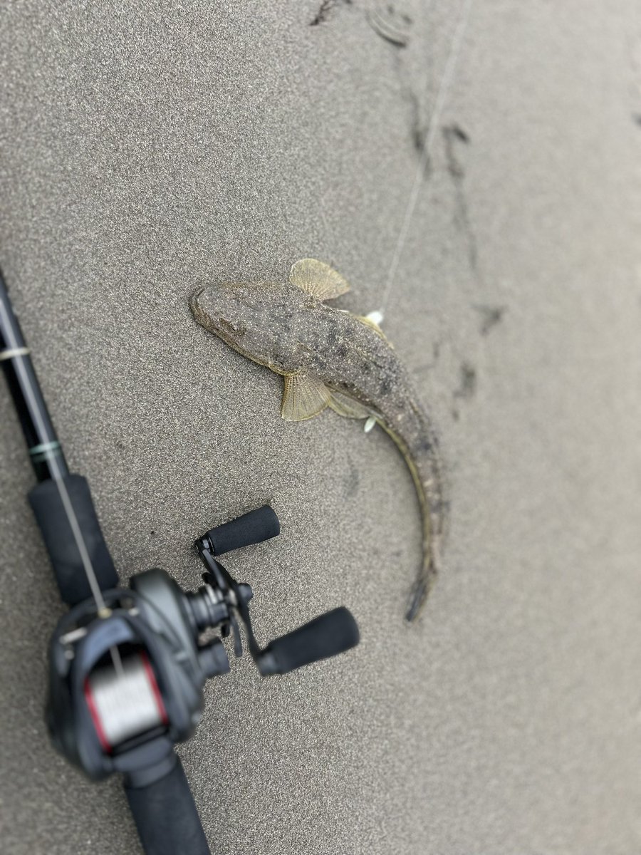 jinf2's tweet photo. ひっさしぶりにマゴチ釣った
リールもビースト300に変えてから大分調子良き https://t.co/1NFcTwK3qI