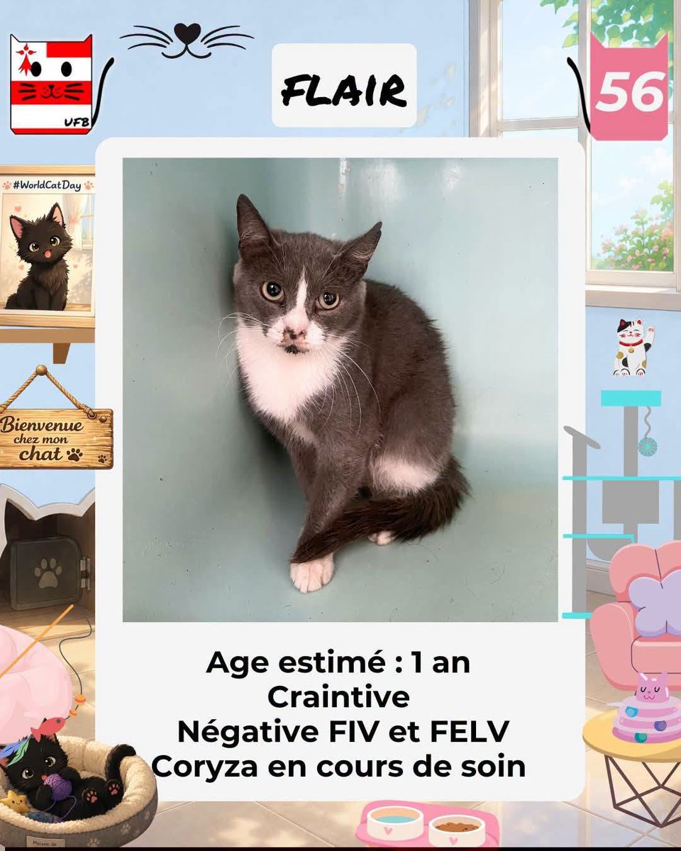 justineducern's tweet photo. En fourrière dans le dépt 56  
Je suis à ADOPTER   
pour me sauver et me permettre de continuer à vivre, 
mais URGENT (liste de la semaine dernière) . 
Pour renseignements : 
Contacter Urgences fourrières de Bretagne par ce lien bleu, et faire un message   https://t.co/cij7aMhLYw https://t.co/PP1UKAPnlT