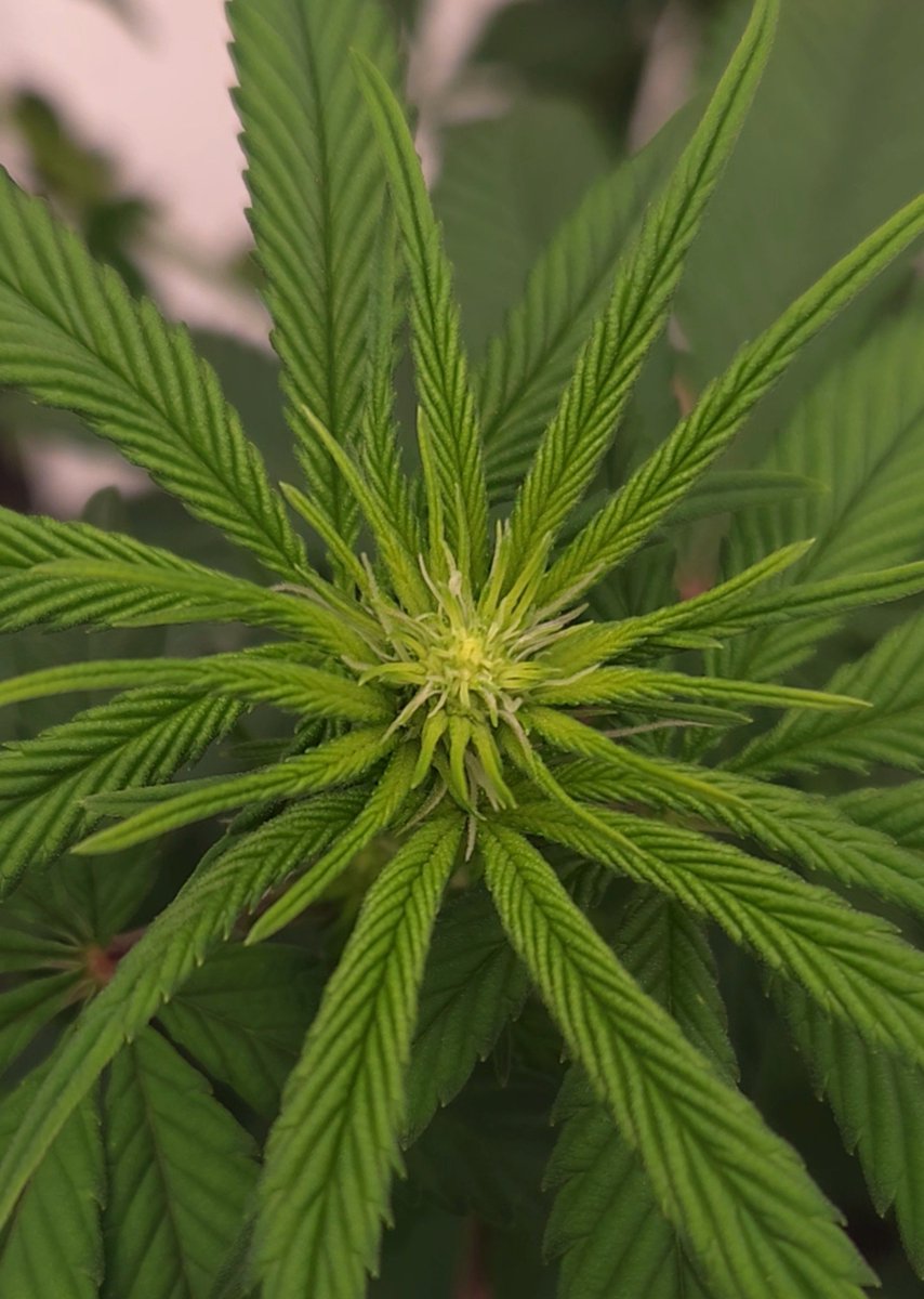 kclightup's tweet photo. Morning check in on the plants and they are in full flower mode!!! Today is day 13 of flower and looking great!!
#fuckcancer #GetScreened #growyourown https://t.co/En4cJfBX6u