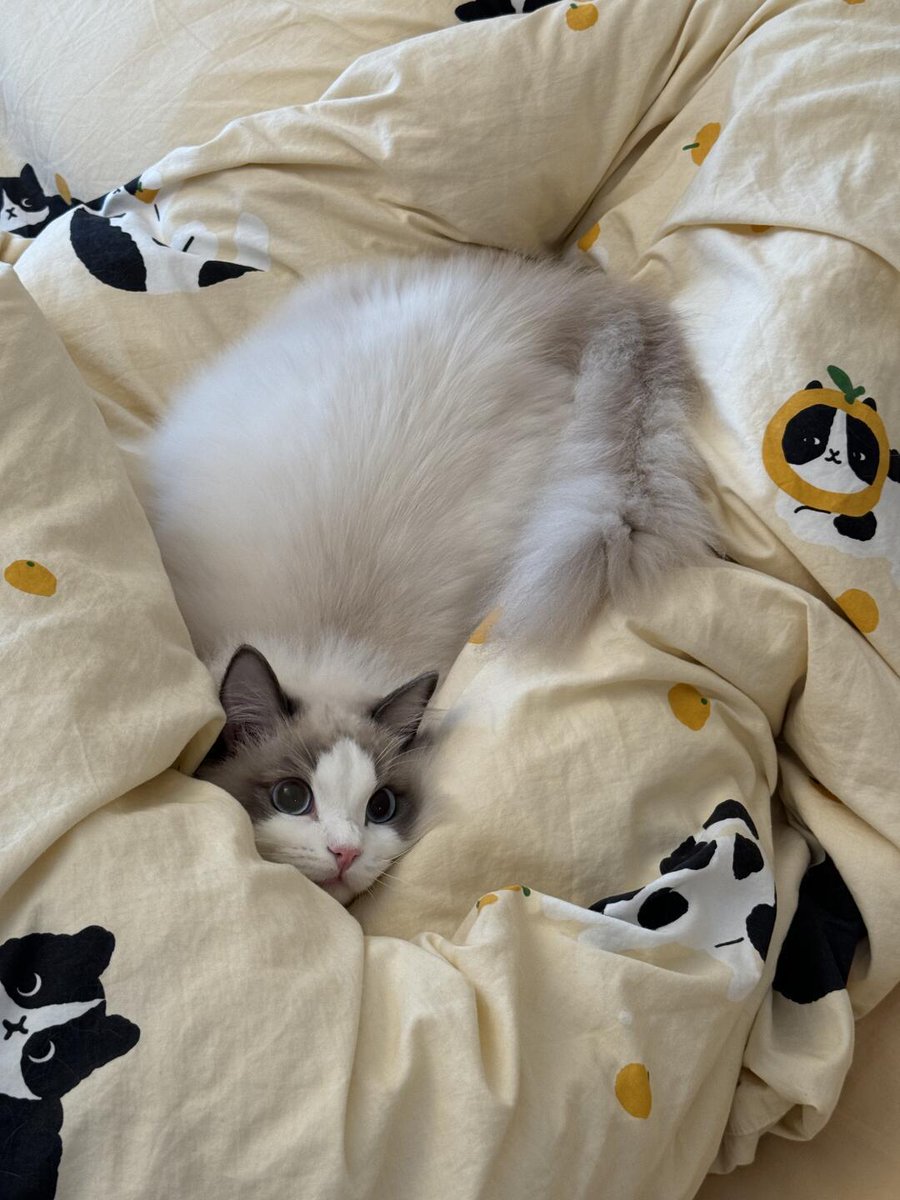 TylerPonticell1's tweet photo. Just found my cat napping on the fresh-laundered quilt—blessed chaos with a side of lint! ， https://t.co/7SN5h4iwU2