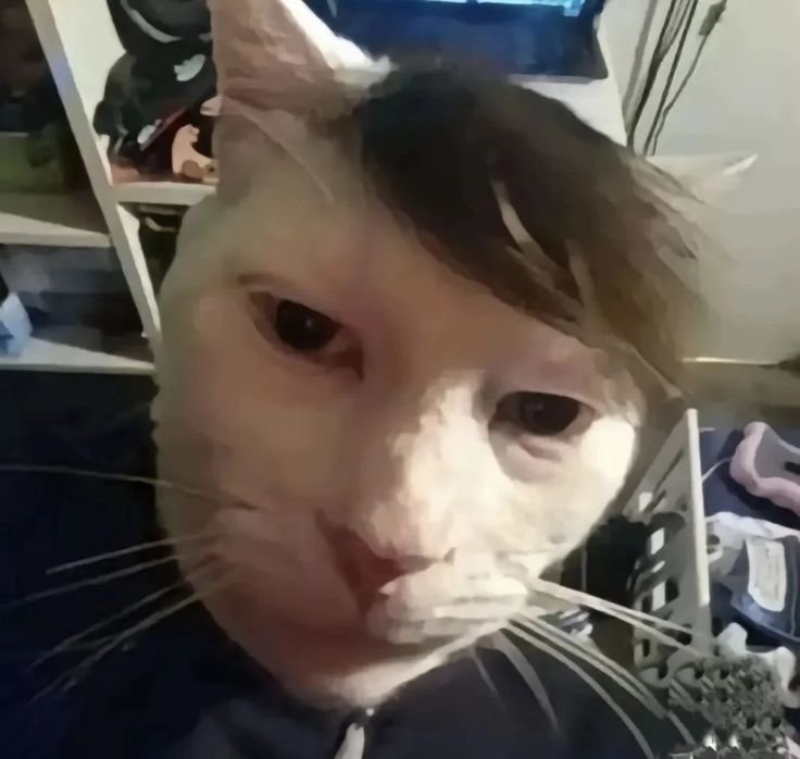 nyagitoto's tweet photo. @hormigadearriba KSKFMSJDLSJCKWB mi cara mientras twitteo en vivo sobre putos https://t.co/zUmTpkyVeK