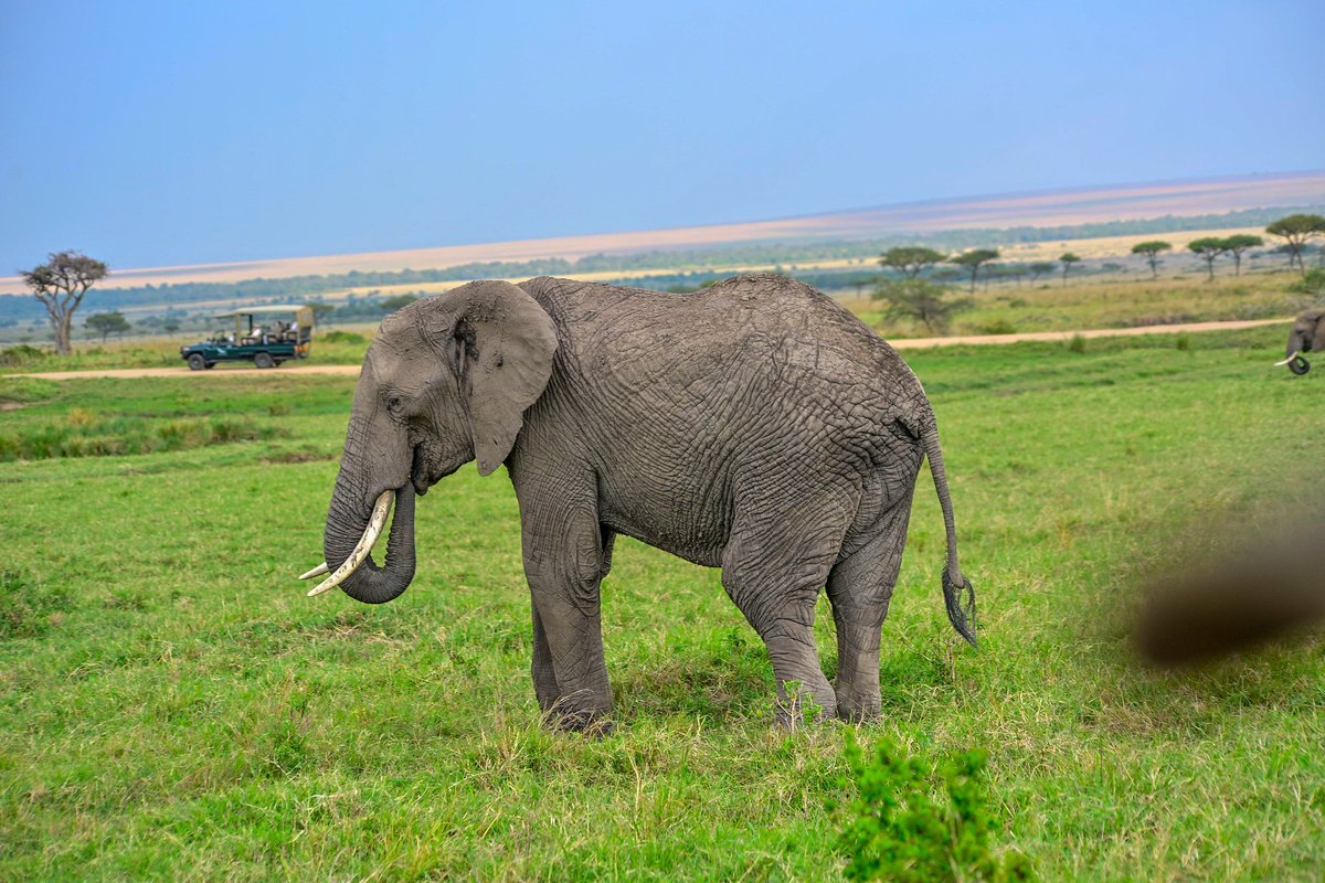 BarometerKe's tweet photo. Kenya's tourism revenue jumps to Sh564bn as sector posts 51.8 percent growth
https://t.co/kUWBG04HlX @psmuthoni @PSMuseiya @rebecca_miano @magicalkenya https://t.co/jrws01nOzM