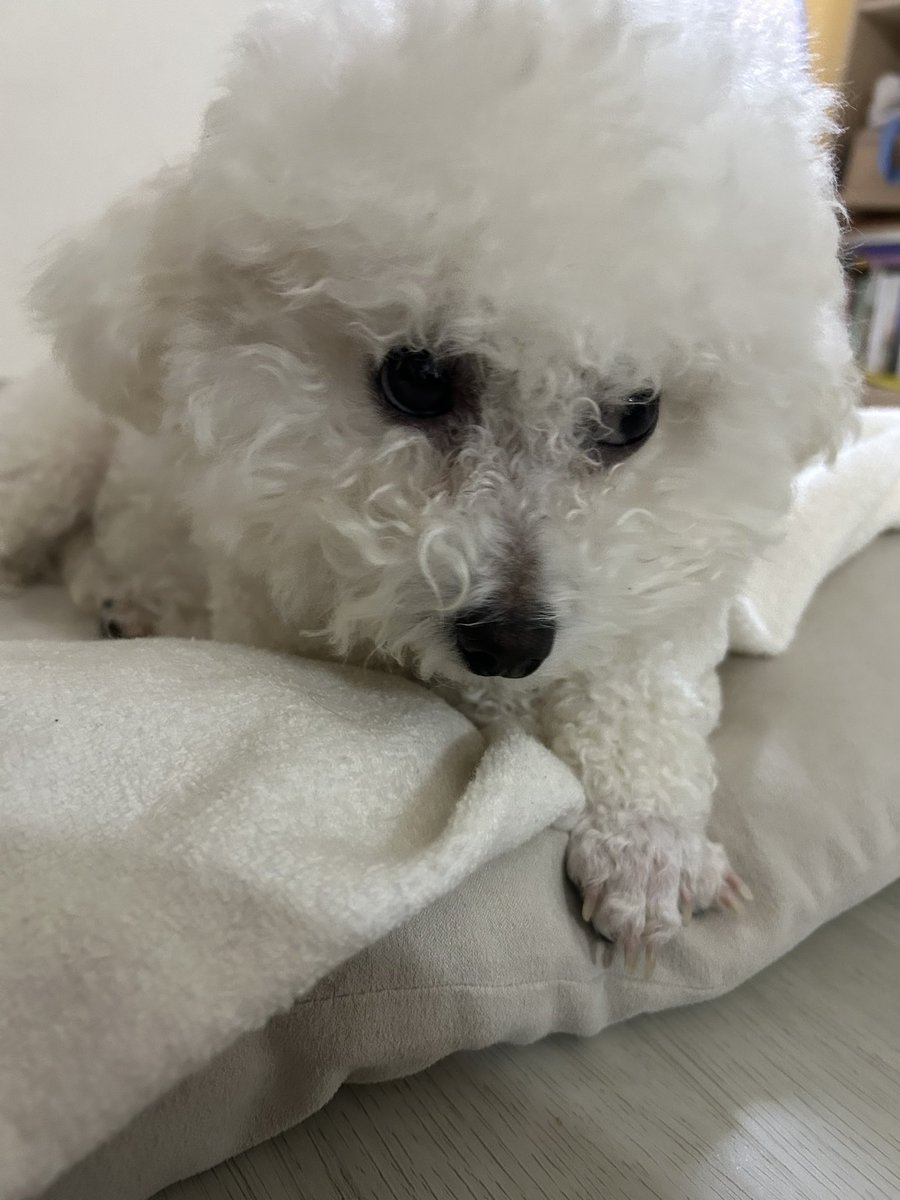 MungButler's tweet photo. 발꼬고있는거 넘 기여우 https://t.co/jcORhUEfFV