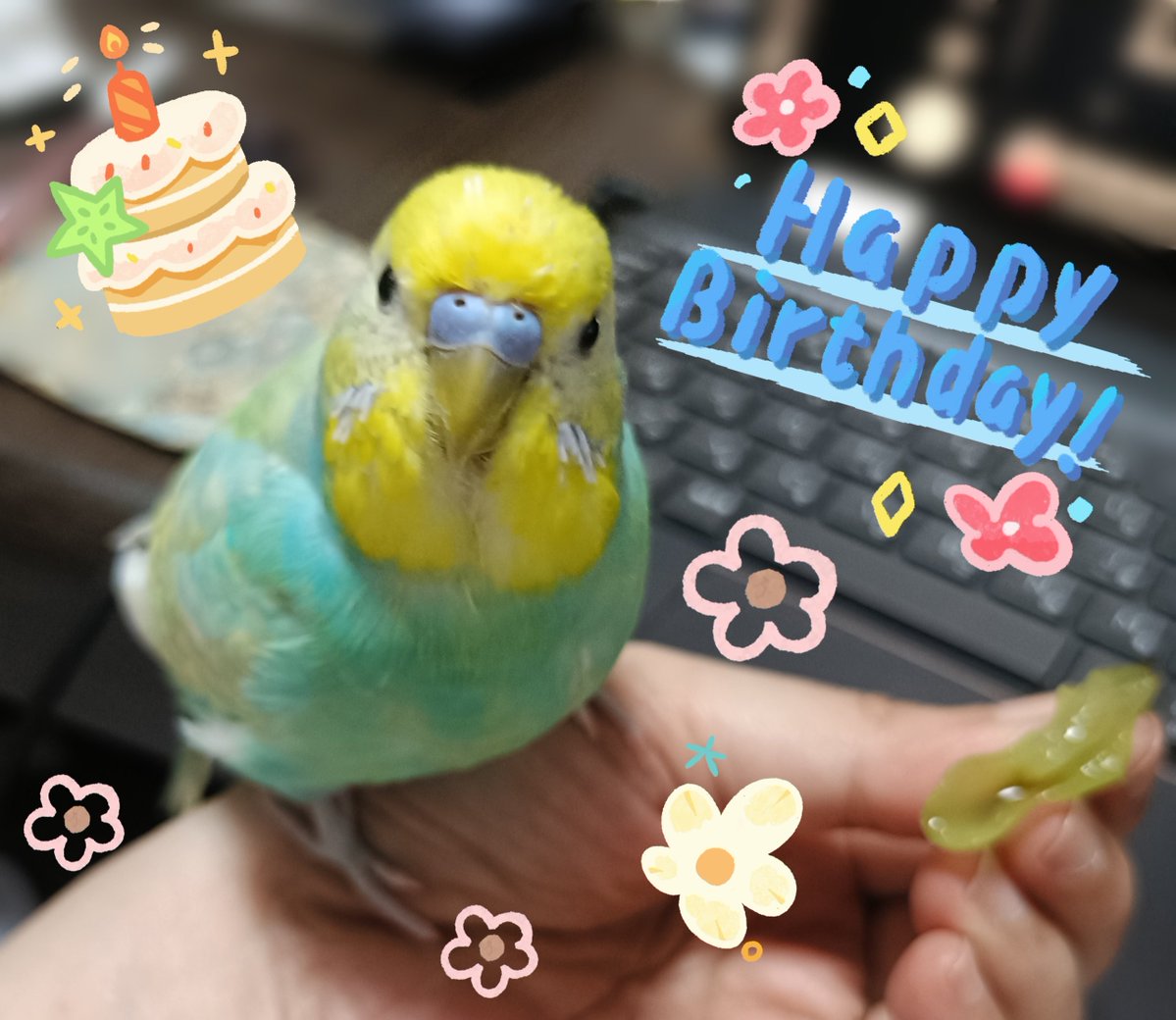 ぺんちゃん ぺんちゃん、㊗️1歳🐥✨ ＃セキセイインコ
