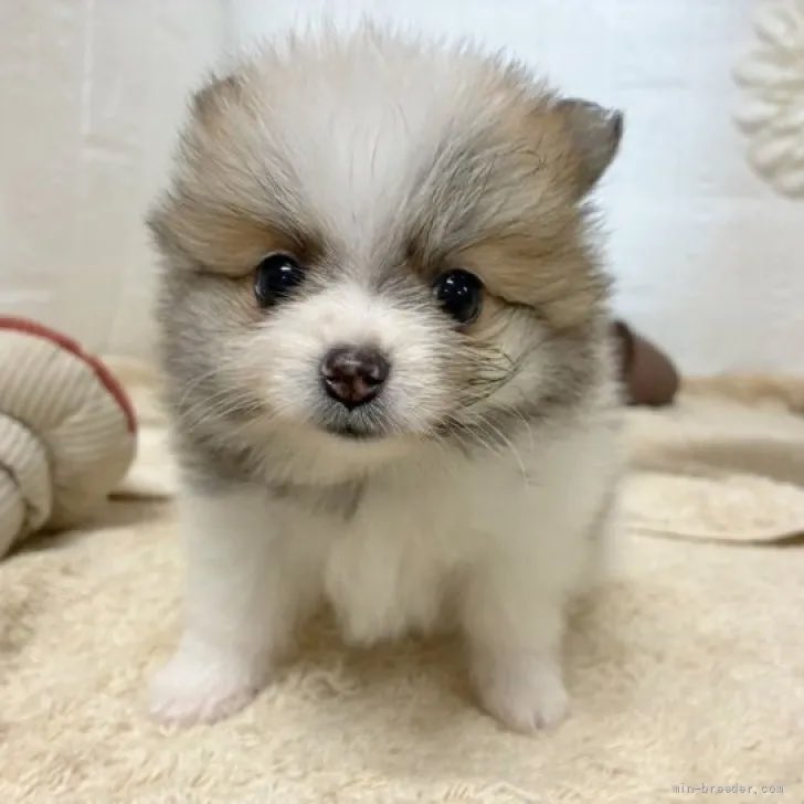 yo_0203pon's tweet photo. 休みの間、眺めてた子の検討者が4人から7人になってた。この子気になるんだよね。
ぽんとみるのカラー両方ある！ https://t.co/dL9kCZaQRg