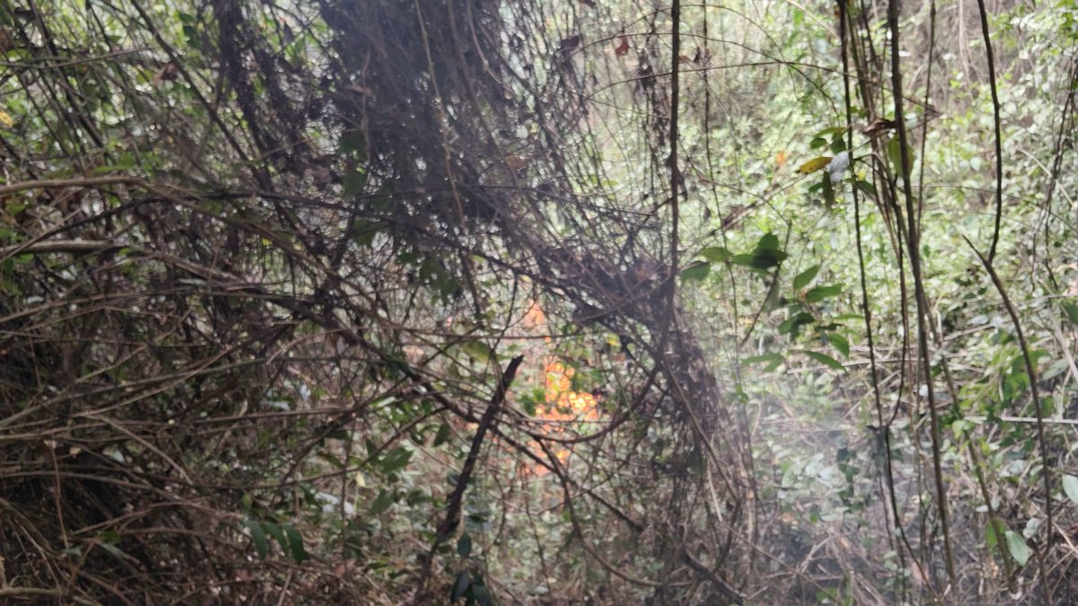 ConRegion's tweet photo. INCENDIO SUBTERRÁNEO SIGUE ATACANDO A CHARTA‼️🔥👩‍🚒
Una capa gruesa de capote ha sido el combustible para que el incendio que se creía extinguido, hace unas semanas, siga presentando brotes. Campesinos de Charta junto a su alcalde y miembros de los bomberos voluntarios de Matanza  lo están enfrentando. Se espera que mañana en una jornada masiva se logre dar por terminado esta pesadilla que tanto daño ha causado.
#SOS #IncendioForestal #IncendioSubterráneo #SolidaridadEjemplar #RinconFloridoDeSantander
@Alcaldiacharta @bomberosmatanza @OGRDSantander @UNGRD @GobdeSantander