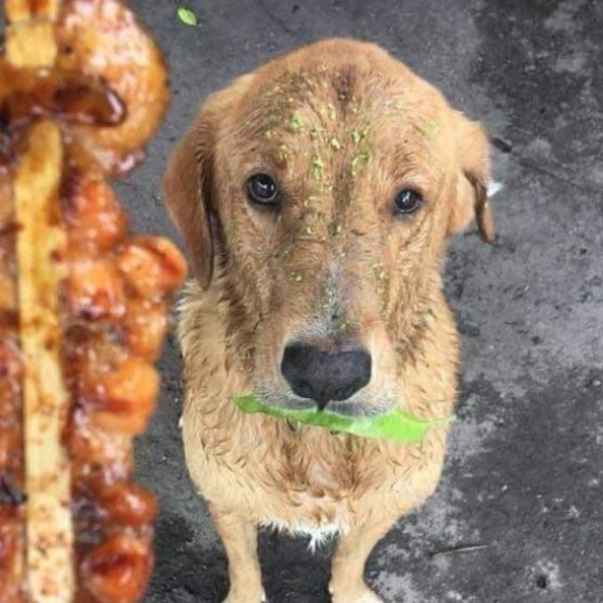AcervoCharts's tweet photo. Cachorro vê clientes pagando pela carne e tenta fazer o mesmo, usando uma folha como dinheiro. https://t.co/aJYWDmbUs0
