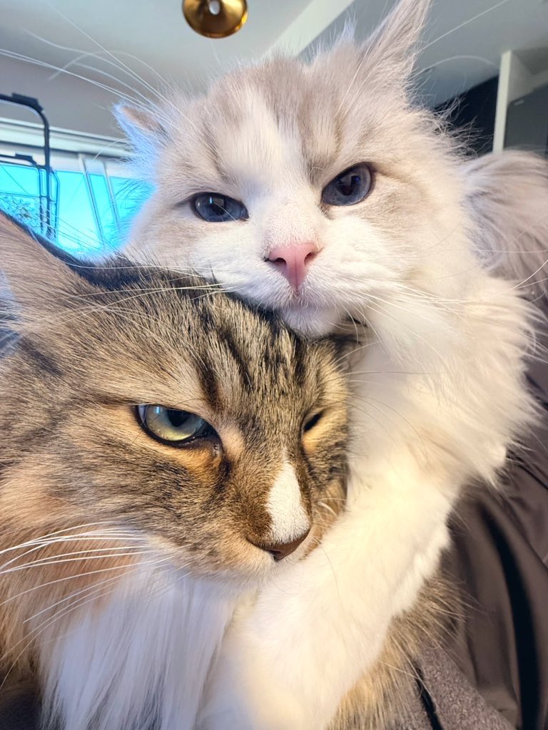 yomecats's tweet photo. https://t.co/5D5qxzLlwJ