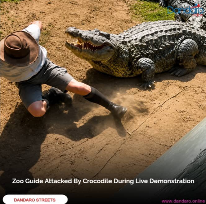 DandaroOnline's tweet photo. #dandarostreets Zoo Guide Attacked By Crocodile During Live Demonstration

A zoo guide was demonstrating crocodile behaviour to tourists when the animal suddenly lunged at him and bit him.

The unexpected attack caught the guide off guard, highlighting the dangers of getting too close to wild animals.

Even when they appear calm and controlled, crocodiles can react without warning.

Follow our WhatsApp Channel:
https://t.co/cYTwWjSLzD