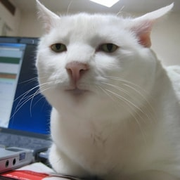 hereiamca's tweet photo. 1/ I went down the rabbit hole on $SERIOUSCAT and found the lore behind Robinhood’s $CashCat goes much deeper than I expected.

Serious Cat → cat meme culture → CashCats → CashCat → Robinhood.

It starts with a cat image from 2003.

0x196a3ab28e1e854a040e57576cf94ff99d7f3acc https://t.co/shFOAZDzEG