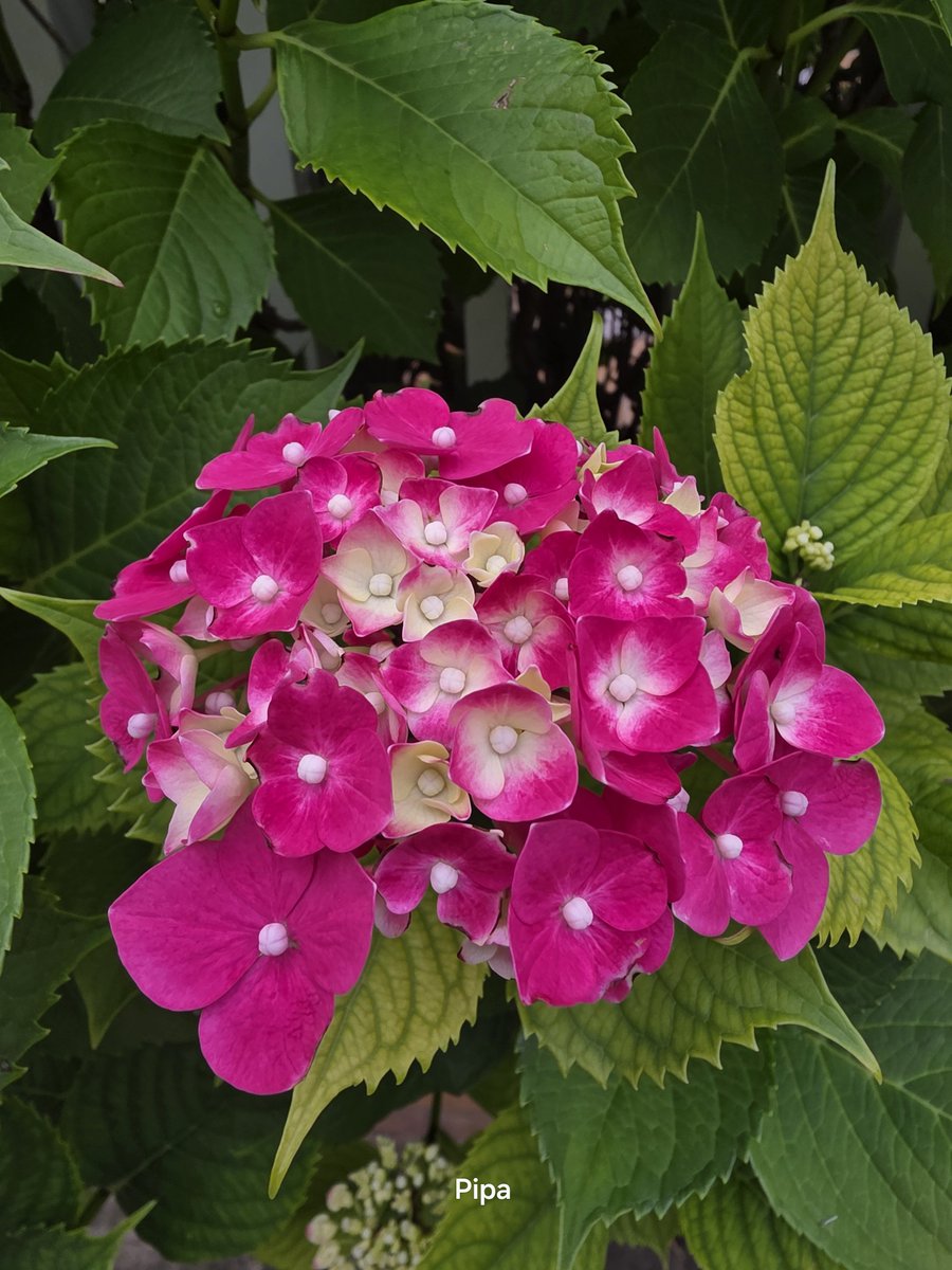 pipapipia's tweet photo. @MichaelFra88917 Totally agree. It's a great river. 
Hi Frank. You are very welcome to my TwitterX. Thank you very much for following me. I follow you too.🫠
For you. Some welcome flower. https://t.co/yxGtUXazVh