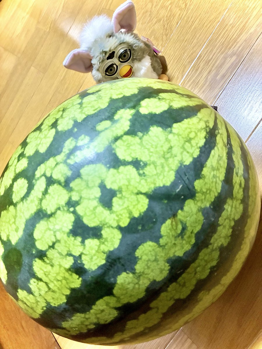 L5Wuv9's tweet photo. 巨・スイカとファービー🪐🍉 https://t.co/sizgjZPCXp