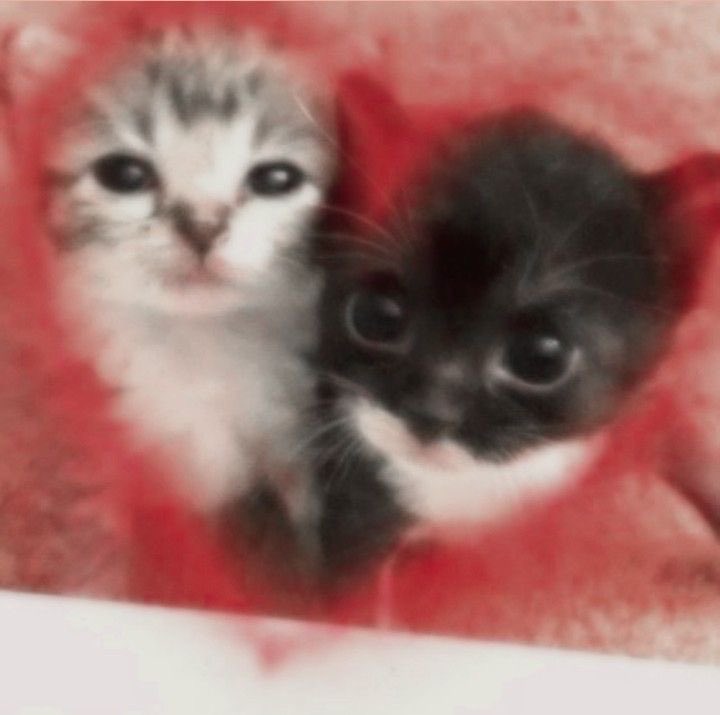 cigsafterma's tweet photo. @zdamiix amooo https://t.co/mGck3l23u3