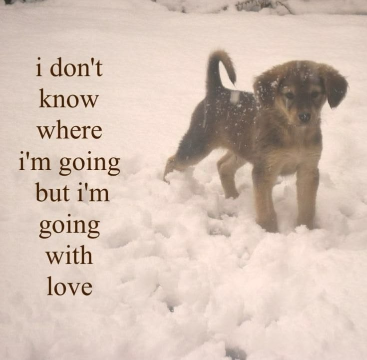 DoggyPosting's tweet photo. https://t.co/MqZZoze200