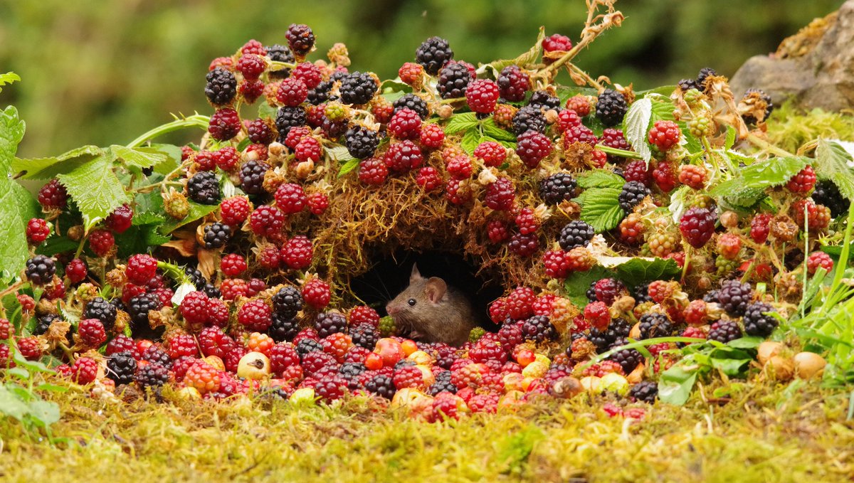 simon_dell_tog's tweet photo. this tiny mouse looked a little shocked when she came out today .
Do you think I over did the black berrys a little  📷 . https://t.co/WeV0VmGiuk