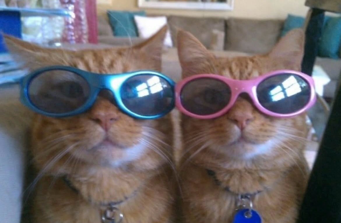 catsworldaura's tweet photo. https://t.co/HmcAtoMKne