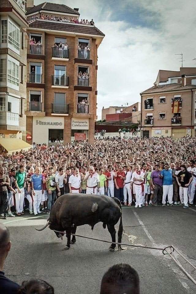 AdeaClaude's tweet photo. Si voir un animal souffrir et humilié vous procure de la joie, demandez l'aide d'un professionnel, vous êtes probablement un psychopathe et vous ne le savez toujours pas ! https://t.co/jmKAg1d7mi