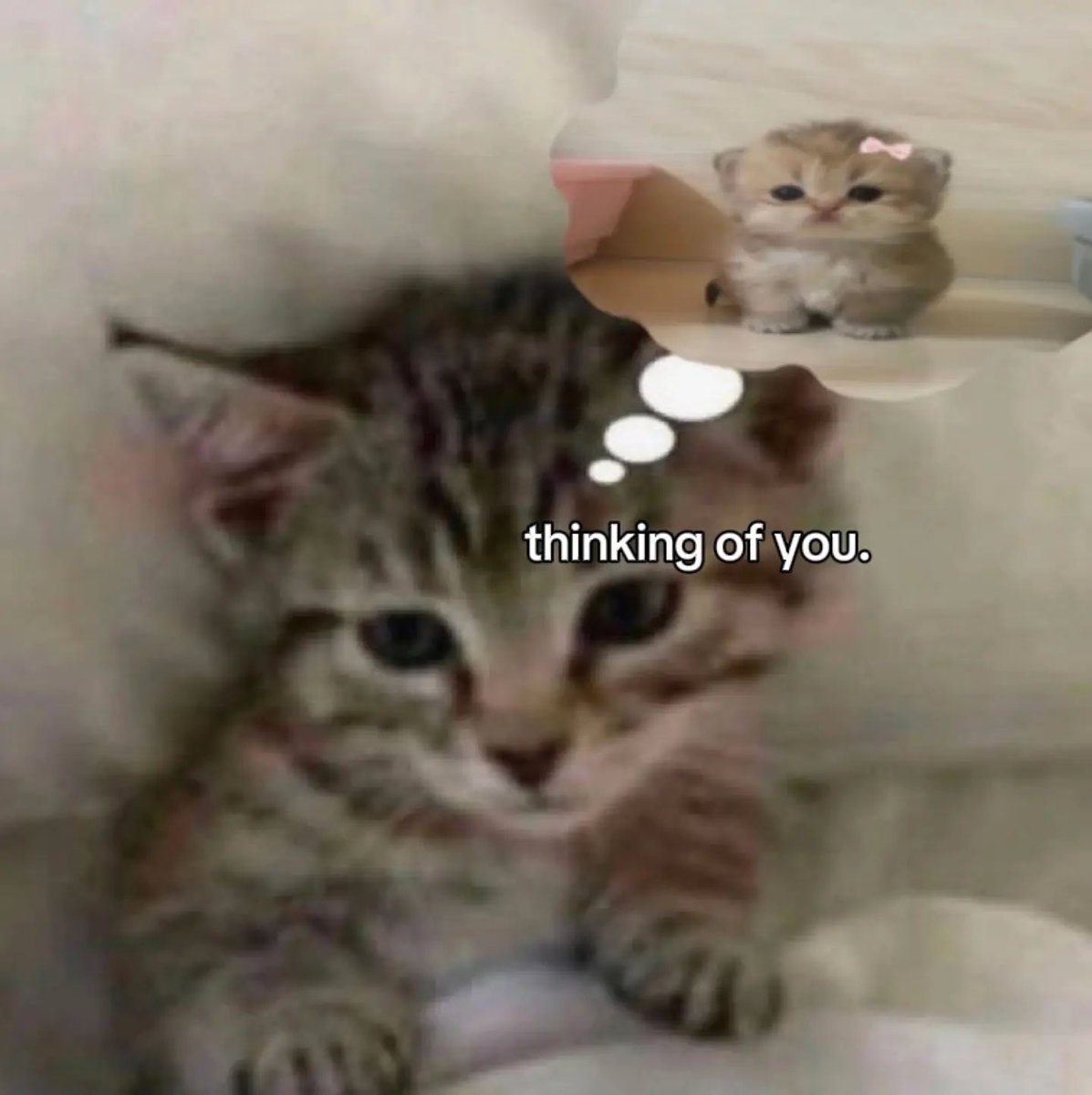 literallymecats's tweet photo. https://t.co/79yBMvhtMm