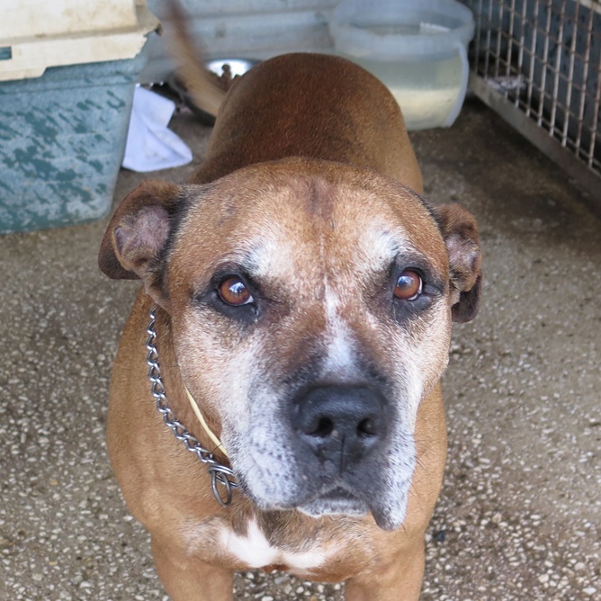 SosAbuelos1's tweet photo. #CÁDIZ
#CALLO tiene 13 años. Su dueño le dejaba deambular solito por el barrio… y él acababa en la perrera 😠. Pero eso se acabó. Ahora se busca su bienestar de mano de una familia

Contacto: sosperreradelosbarrios@hotmail.com

🔗 𝐅𝐢𝐜𝐡𝐚: https://t.co/sOWijz9kBe https://t.co/z0zi9RT38t