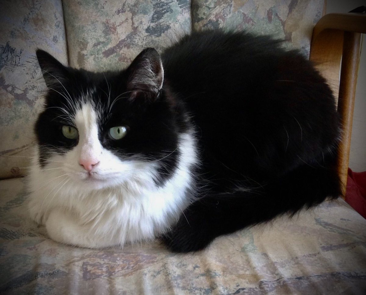 Maro2Bear's tweet photo. Sad news to share. Our cute kitty cat Buddy has very sadly passed away today. We’ve had him for 20 years after rescuing him off the streets of Tbilisi.  Buddy was a gentle kind kitty with a big fuzzy tail &amp; a fun personality. He retrieved walnuts like a puppy. Sad day today.😢🙏 https://t.co/9Bz6SDtIhv