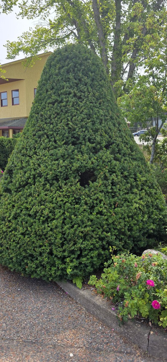 BeingMikeH's tweet photo. Saw this little fella in Liverpool. Is he related? 🌲 🎄 😊 
@WoodyXmasTree https://t.co/b5JkLmUyba