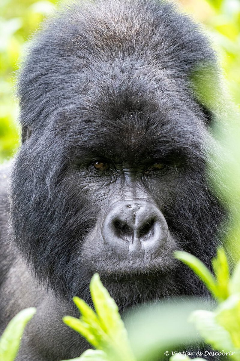 josanaparicio's tweet photo. @oscar_puente_ No estabas desconectando en Rwanda?? https://t.co/Q8WULTtsxt