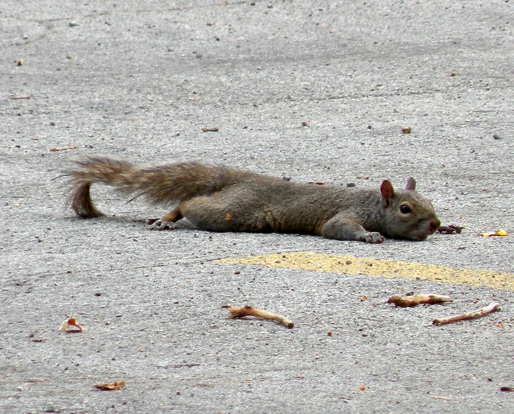 DustbagLG's tweet photo. I knew it was hot when I walked out of my apartment and saw a squirrel spread eagle like this, straight up violating the concrete 😭😭 https://t.co/TnX9SsI2ND