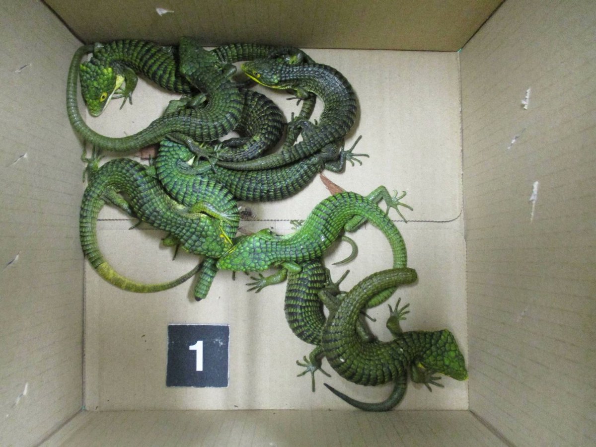 AMAZlNGNATURE's tweet photo. A man was arrested at a Tokyo airport after 200 lizards were discovered hidden inside 22 pairs of socks in his suitcase

The lizards were reportedly bought in Mexico for as little as $3.50 each, with some species selling for up to $630 in Japan https://t.co/LZAgDvrYol