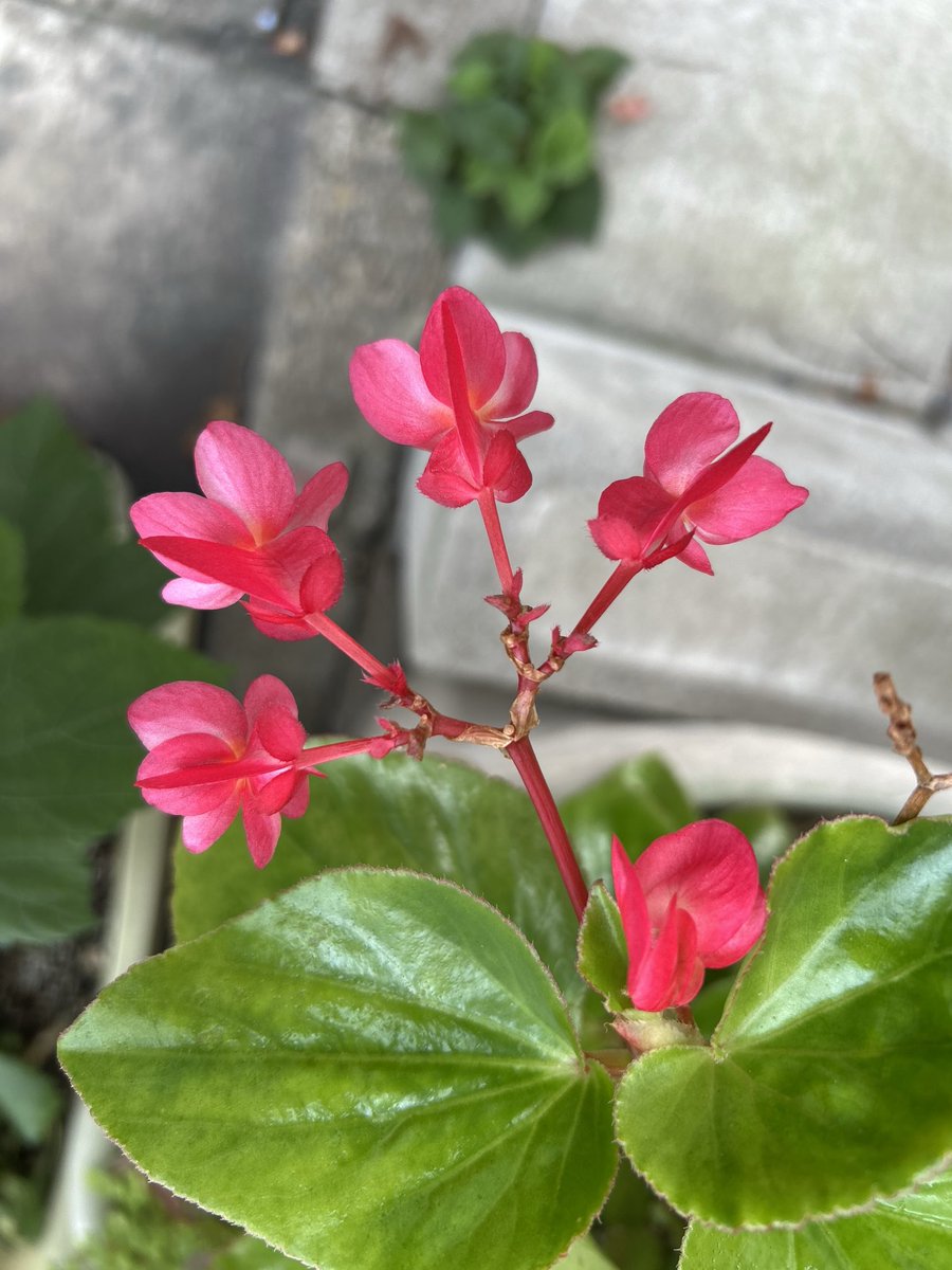 xFsxHaKQrJLnDMP's tweet photo. おはようございます🍃 https://t.co/EYlwB9gAMq