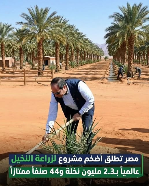 amanyy_dr's tweet photo. #مصر تطلق أضخم مشروع لزراعة النخيل عالمياً بـ 2.3 مليون نخلة و44 صنفاً ممتازاً
#مصر_هتعدي_وقد_التحدي 
#مصر_تنطلق_نحو_المستقبل
#تحيا_مصر🇪🇬👏✌️ https://t.co/51s26dRFyA